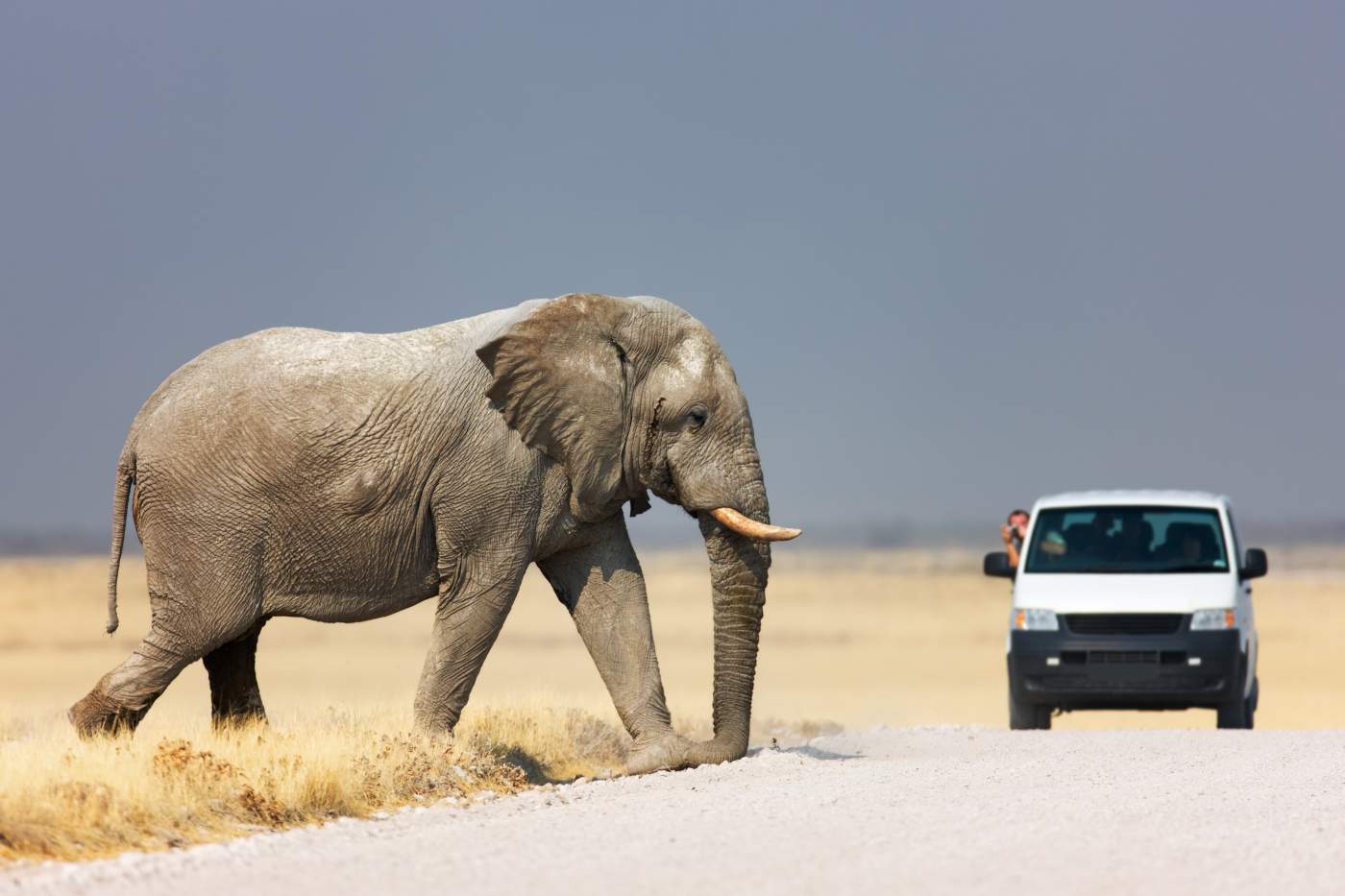 Elefant auf der Camping und Lodge Safari Rundreise im Chobe Nationalpark in Botswana