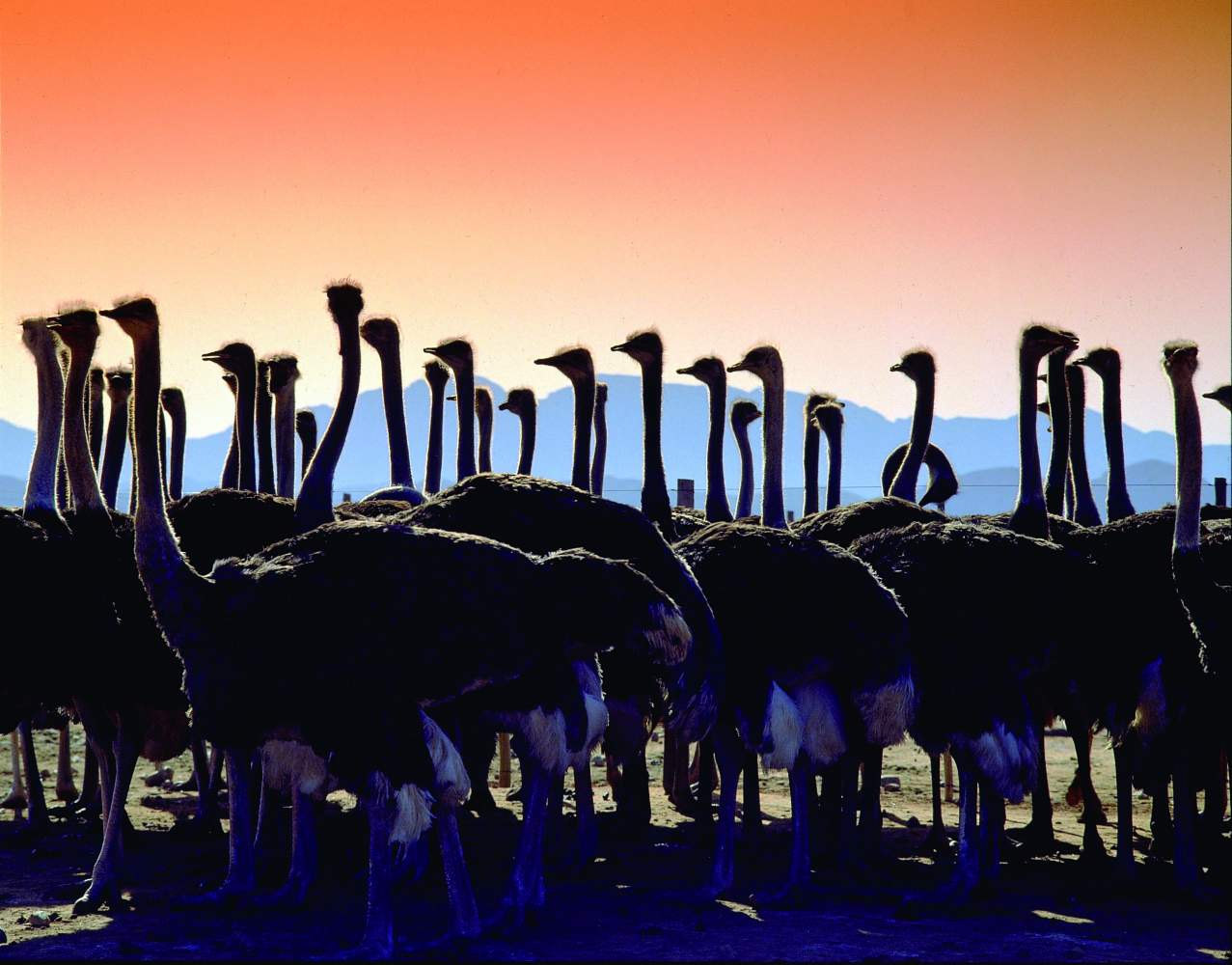 Strauße auf der Camping und Lodge Safari Rundreise im Etosha Nationalpark in Namibia