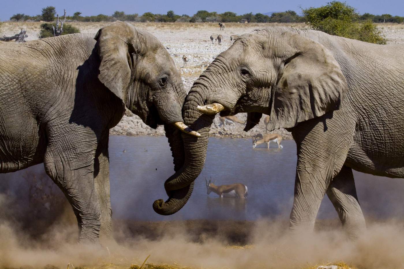Elefanten und Tiere am Wasserloch in Etosha
