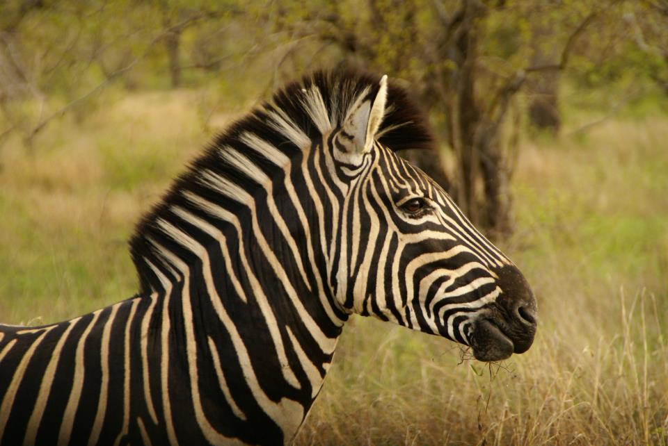 Zebra auf der Camping und Lodge Safari Rundreise im Chobe Nationalpark in Botswana
