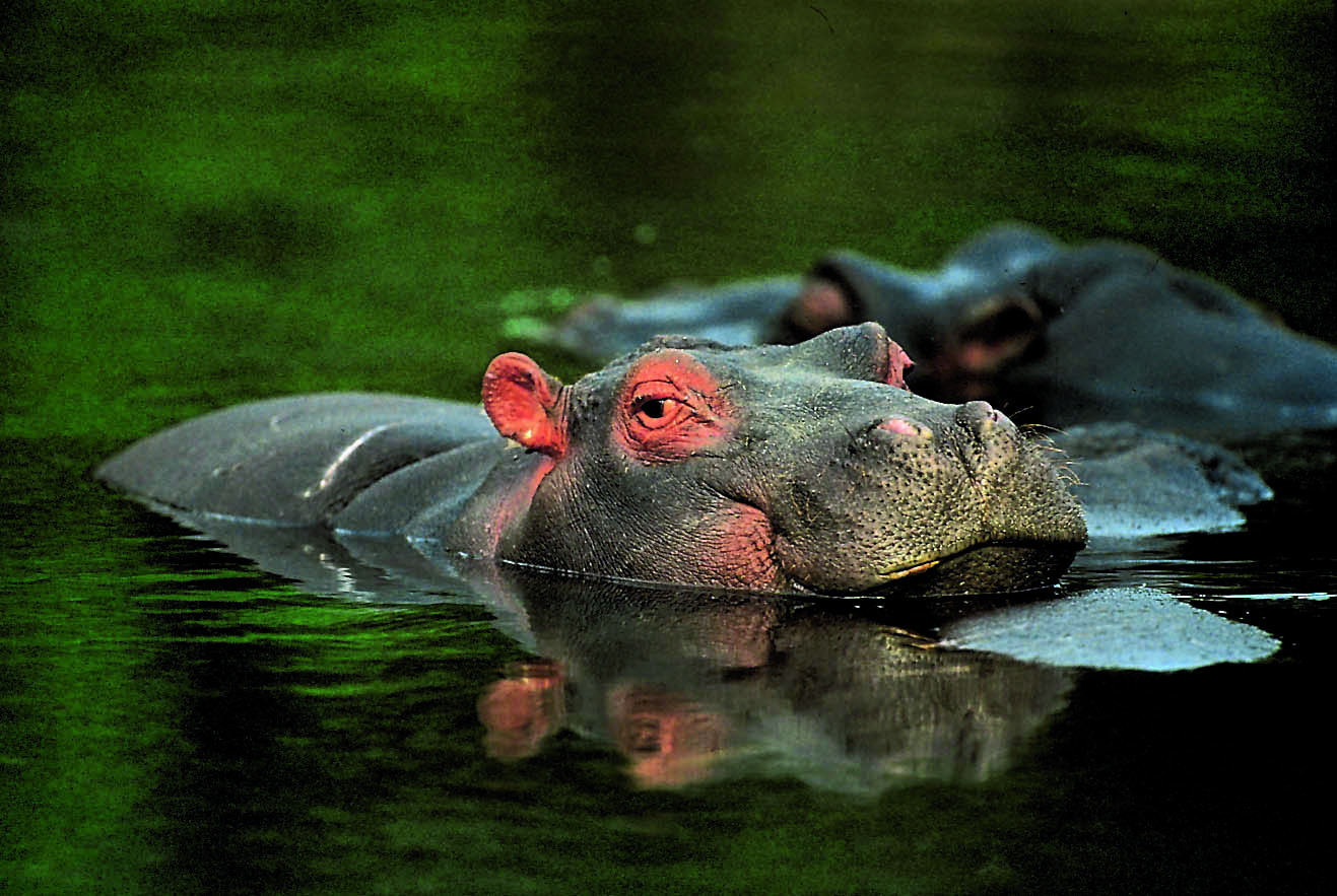 Flusspferd im Chobe Nationalpark