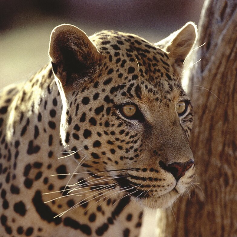 Nahaufnahme eines Leoparden neben einem Baumstamm