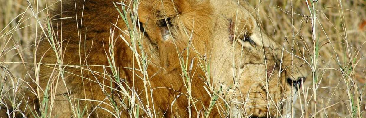 Erlebnis-Reisen Sudafrika, Krüger Nationalpark, Südafrika