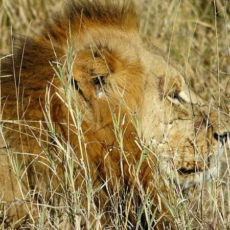 Le plus grand parc d'Afrique et sa nature unique