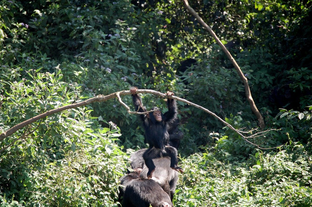 Besondere Begegnung mit den Berggorillas von Uganda