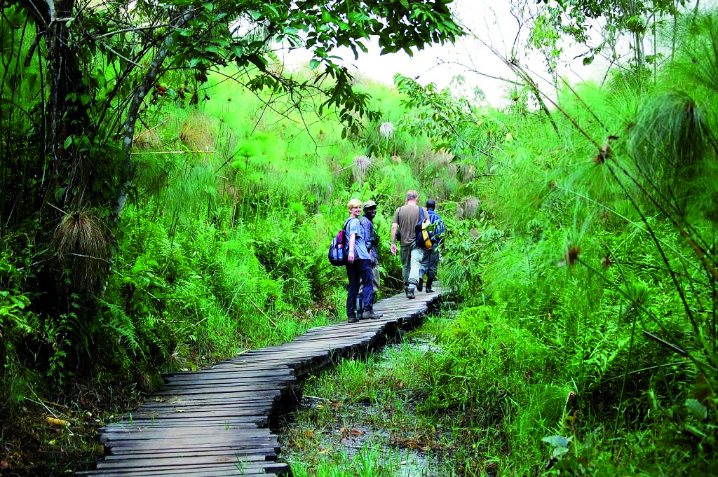 Cuatro excursionistas con mochilas cruzan una pasarela de madera entre la alta hierba verde del pantano