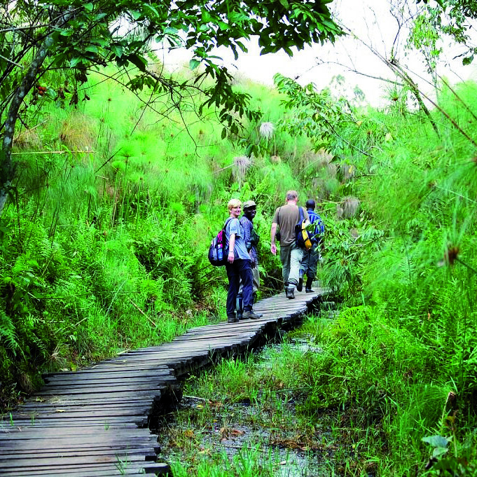 Uganda Safari: Gorilla Trekking im Bwindi, wo die Hälfte aller Berggorillas lebt