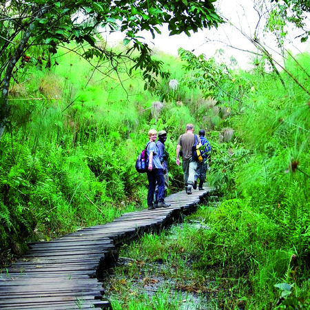 Gorilla Trekking, Safari ed Esperienze in Uganda