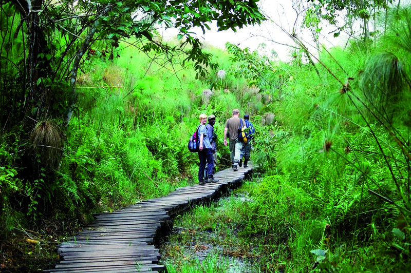 Gorilla Trekking Uganda als Camping Safari