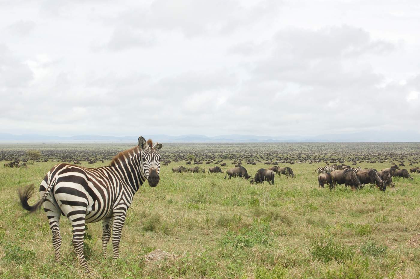 Gnus und Zebras auf der Tansania-Reise