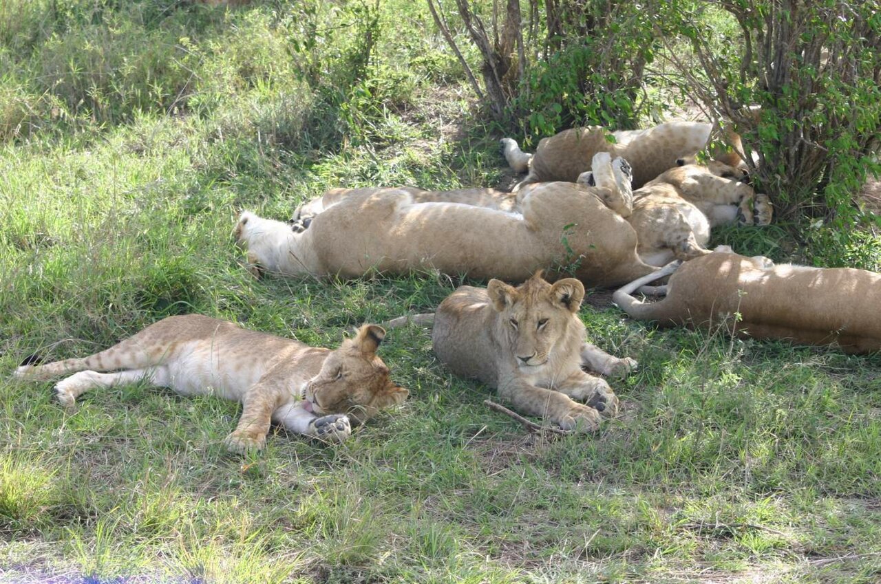 Um grupo de leões descansando juntos na grama sob arbustos