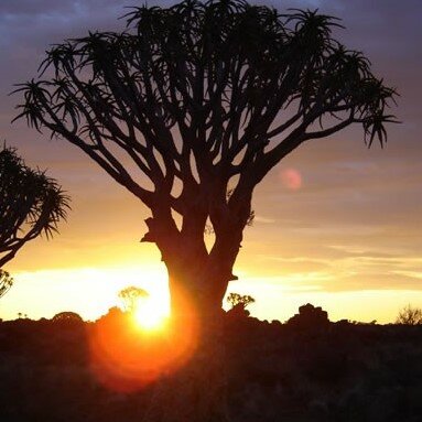 Ein Köcherbaum als Silhouette vor einem orangefarbenen Wüstensonnenuntergang