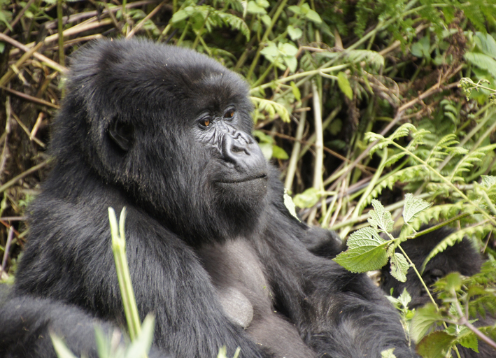 Gorilla auf der Rundreise in Uganda