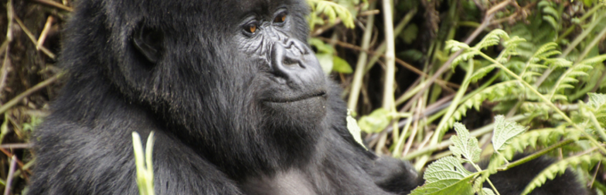 Erlebnis-Reisen Uganda, Bwindi Impenetrable Nationalpark