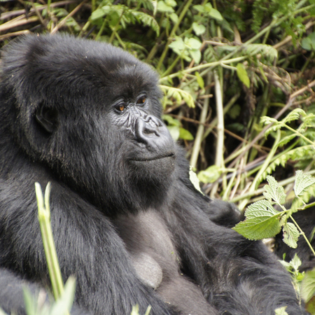 Privatreise Schimpansen und Gorilla Trekking mit Safari