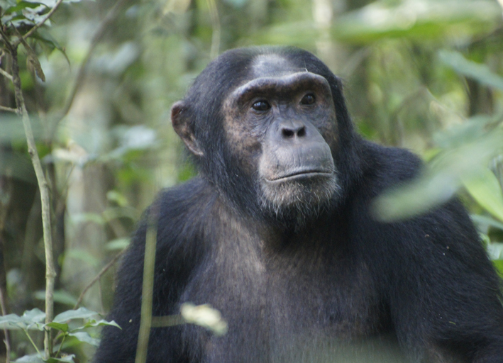 Schimpanse im Kibale Nationalpark auf der Rundreise in Uganda