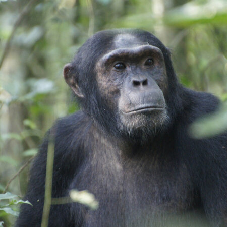 Kibale Forest, Schimpansen auf 795 Quadratkilometern