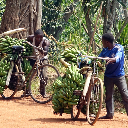 Gorilla Trekking, Safari ed Esperienze in Uganda