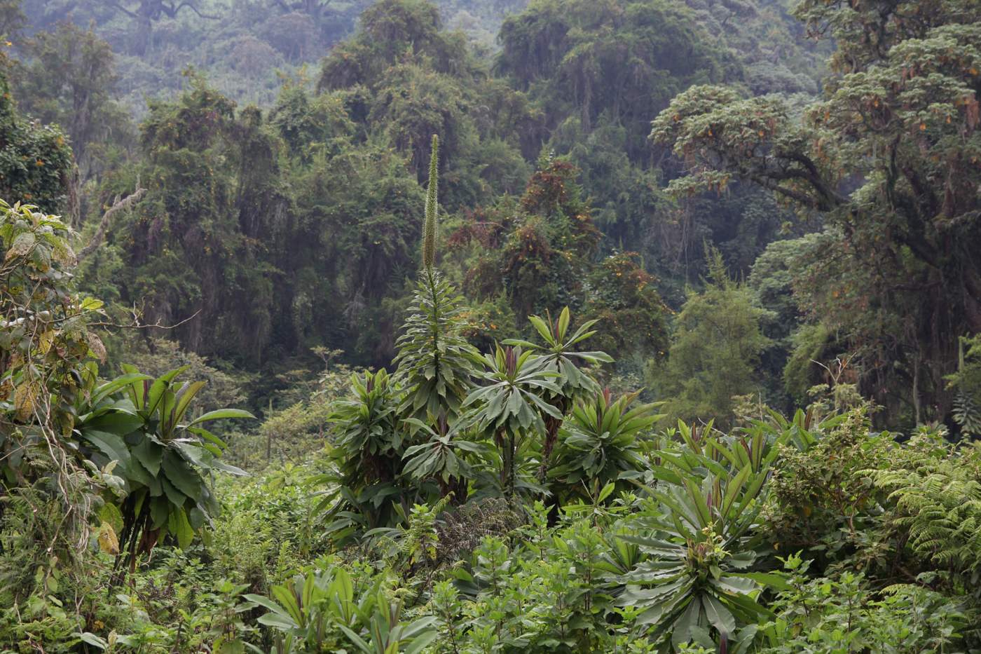 Der undurchdringbare Regendwald im Bwindi Nationalpark in Uganda