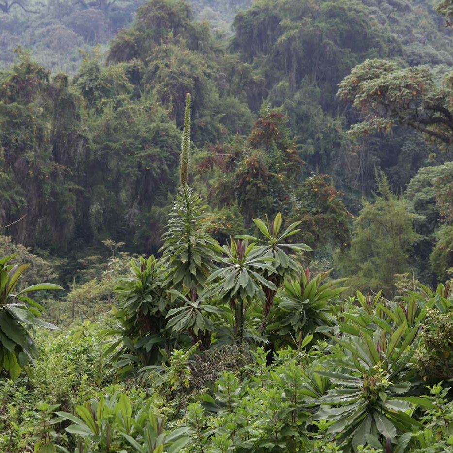 Dichter Bergregenwald im Bwindi-Nationalpark in Uganda