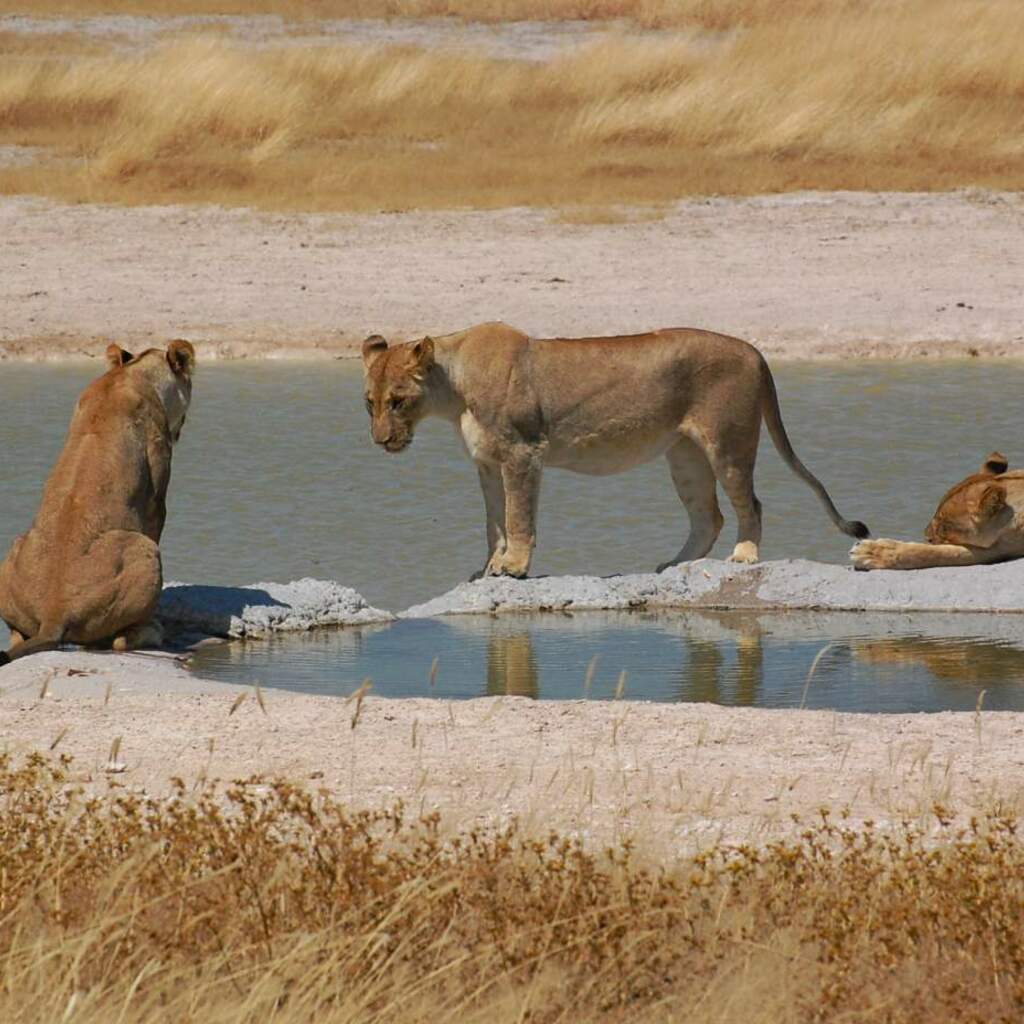 Etosha Nationalpark