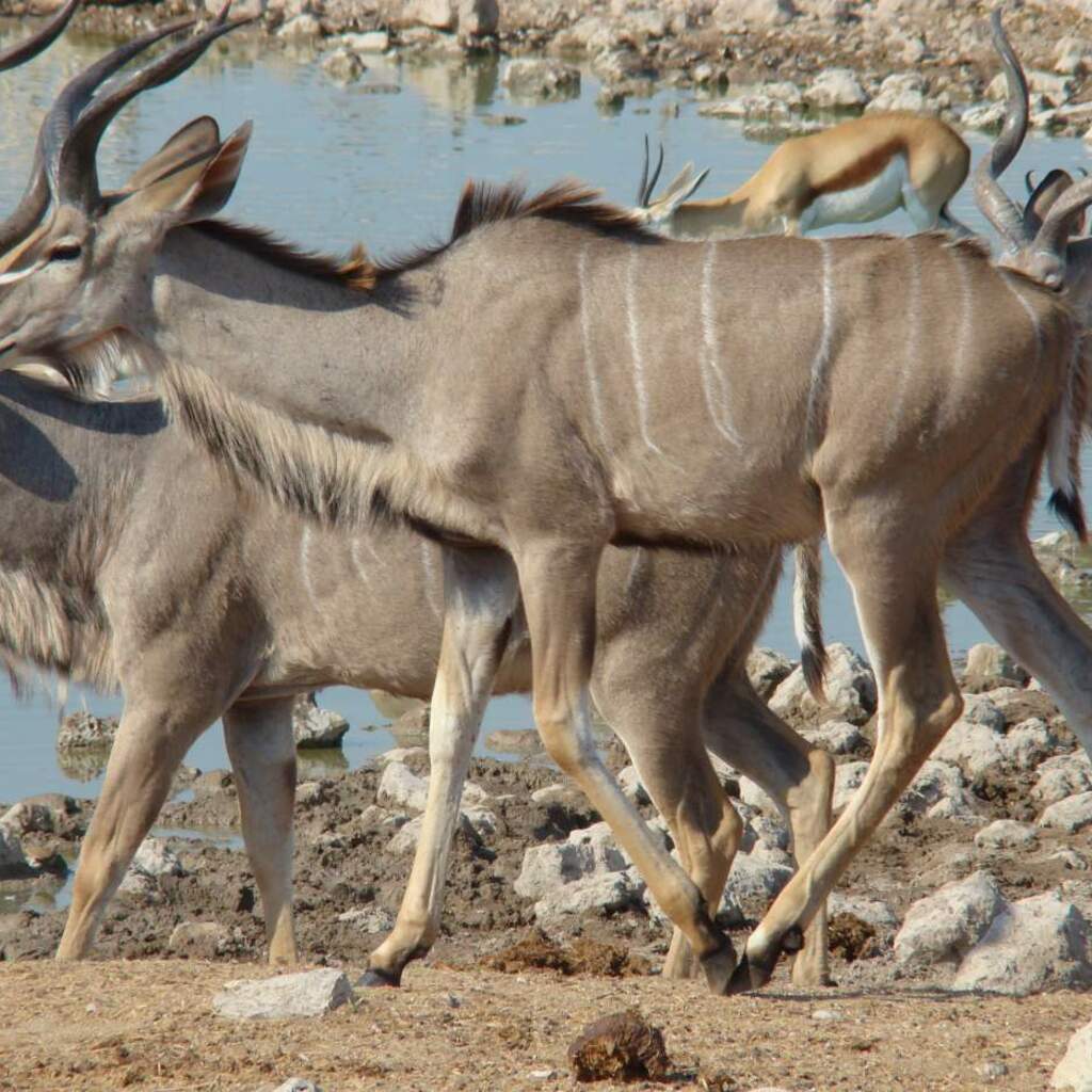 Etosha Nationalpark