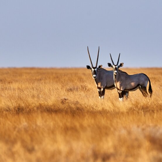 Zwei Oryx stehen zusammen im goldenen Grasland und blicken zur Kamera