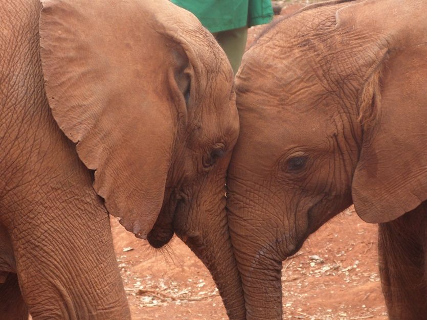 uganda elefanten aus kenia 