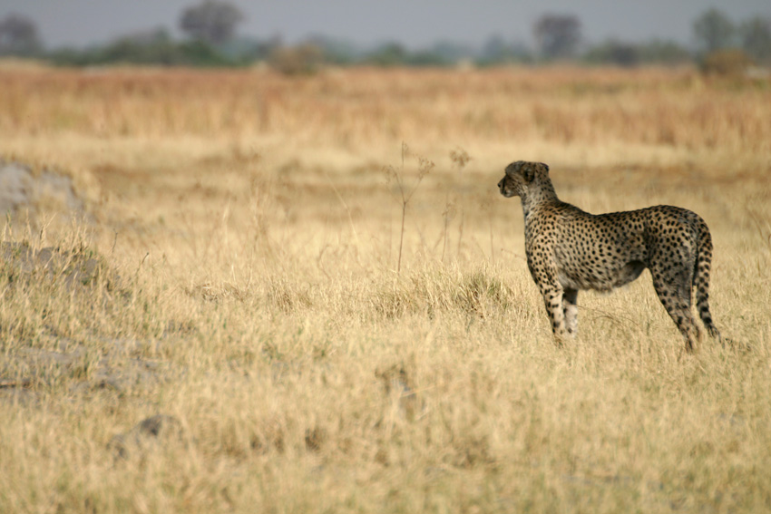 Botswana Private Safari Reise Overcross