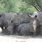 Garden Route Safari Südafrika - 6 Tage Abenteuer