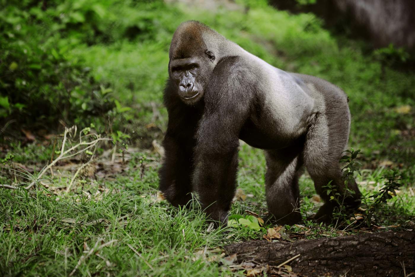 Gorillas