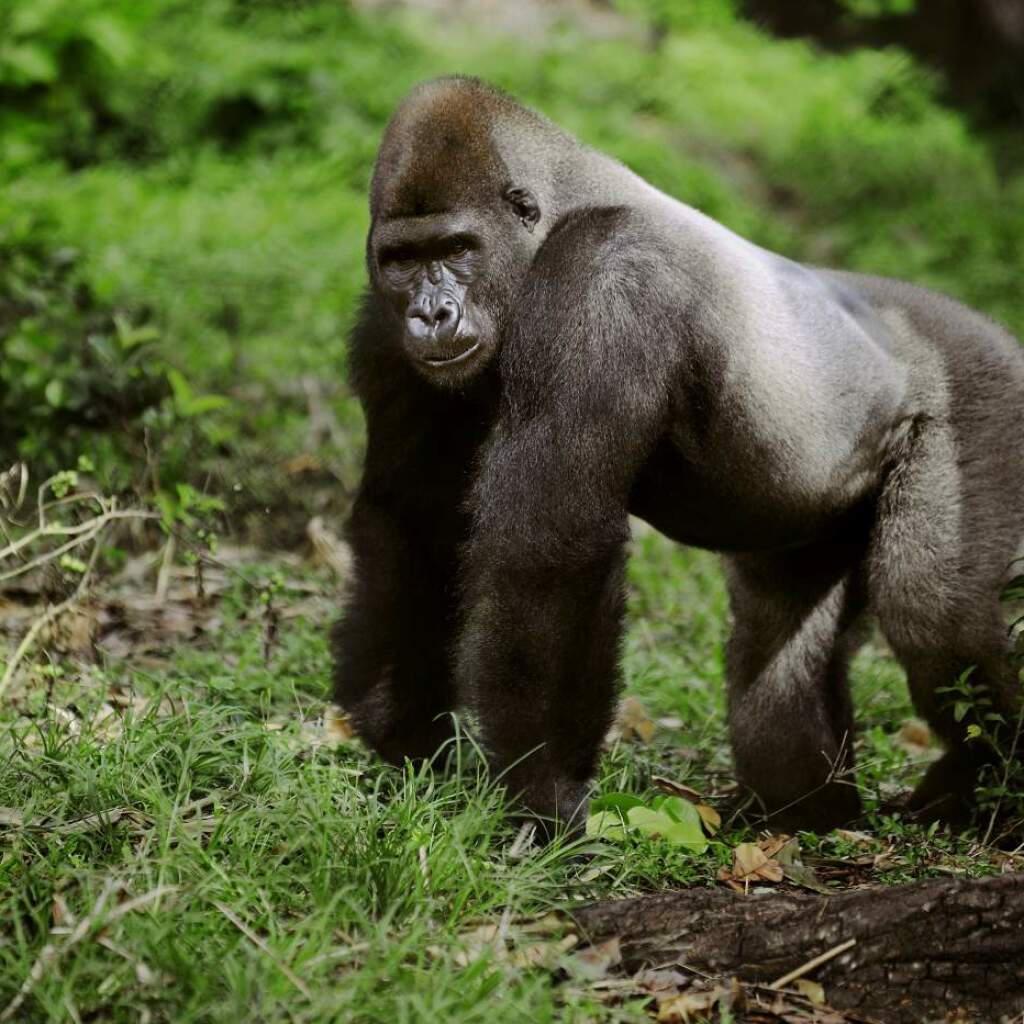 Afrikareise: Victoriafälle, Serengeti & Gorillatrekking