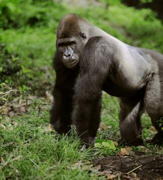 Afrikareise: Victoriafälle, Serengeti & Gorillatrekking