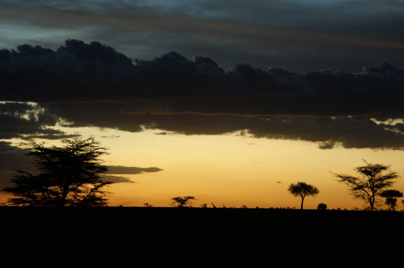 Giraffen am Horizont, Ol Kinyei Conservancy