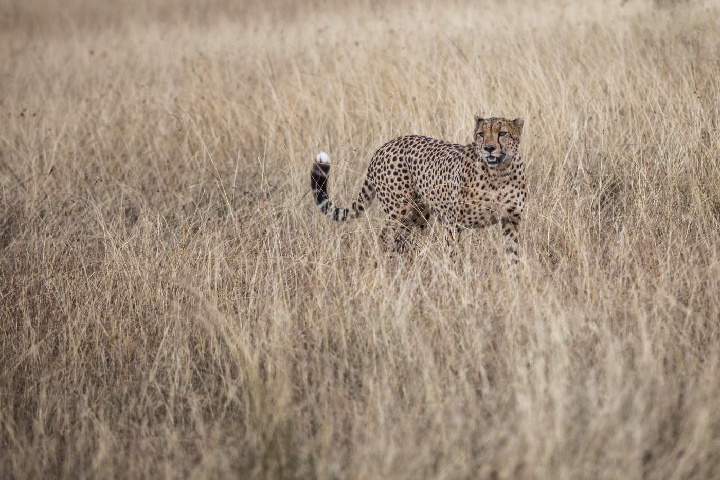 Wildtierbeobachtungen in der Maasai Mara