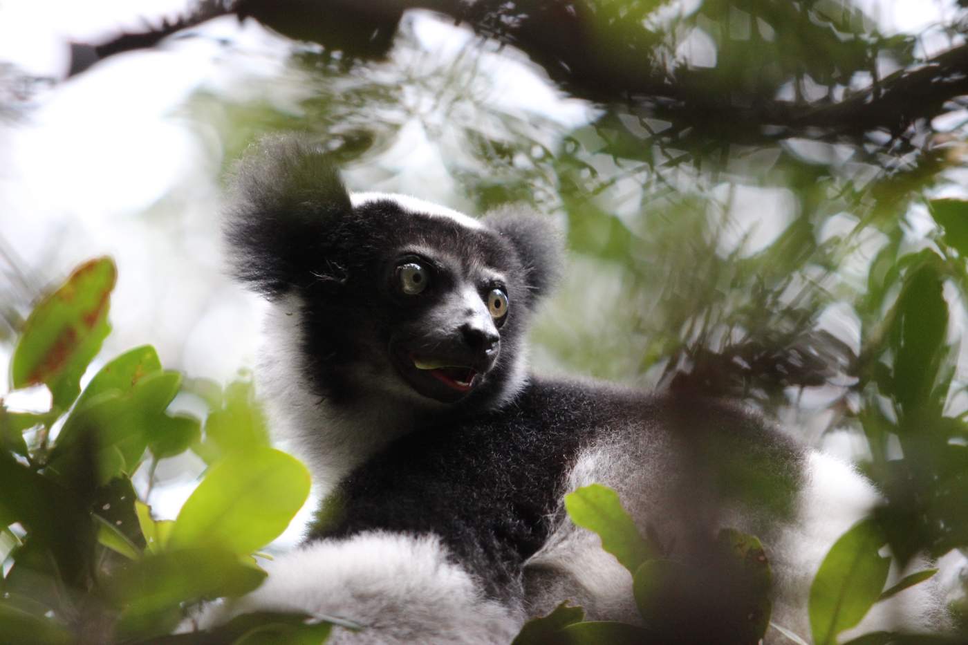 Ein Katta (Lemur) in freier Wildbahn, Motorradreise Madagaskar