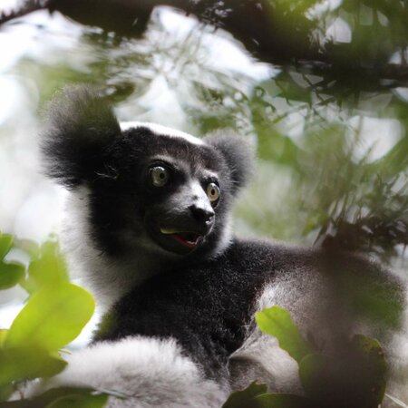 Madagaskar