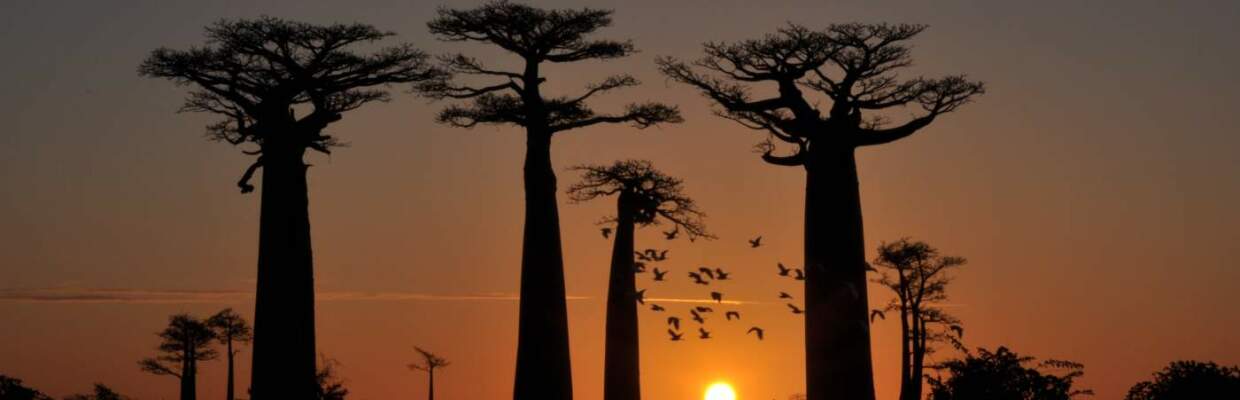 Erlebnis-Reisen Madagaskar, Avenue der Baobabs