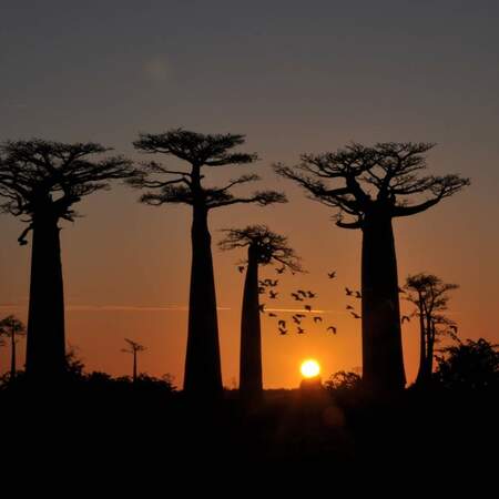 Madagaskar Erlebnisreisen: Natur, Lemuren und Baobabs entdecken