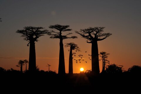 Viajes de aventura en Madagascar: descubre la naturaleza, los lémures y los baobabs