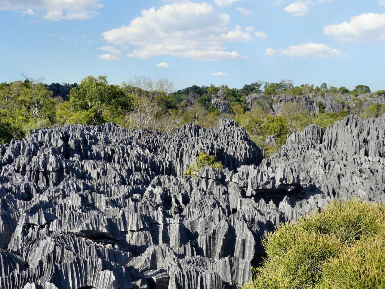 Pináculos calcários cinzentos e afiados de uma formação cárstica de tsingy, com floresta e céu azul