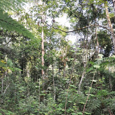 Forêt tropicale et massif de grès du Sud