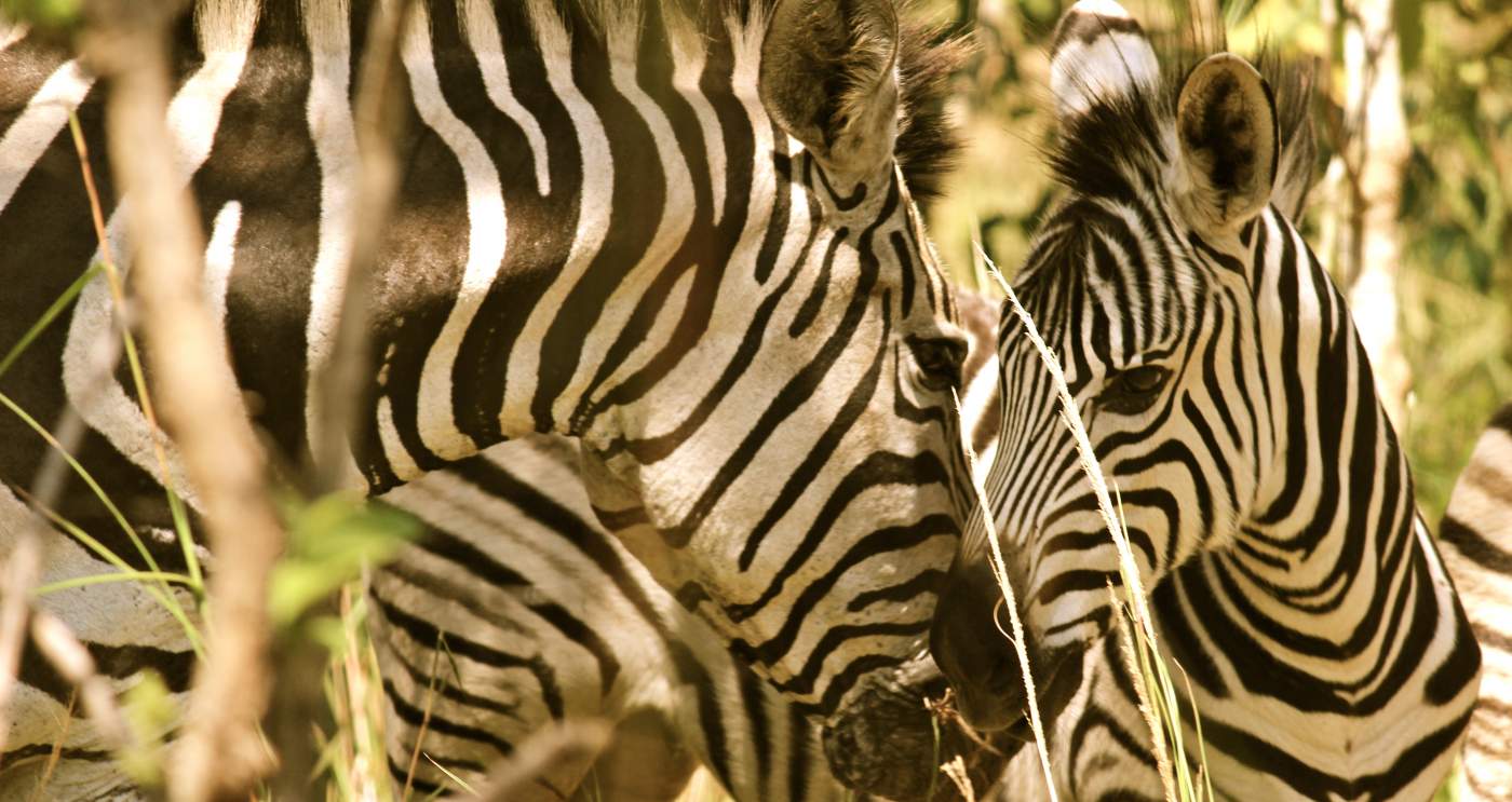 Zebras in Malawi und Sambia