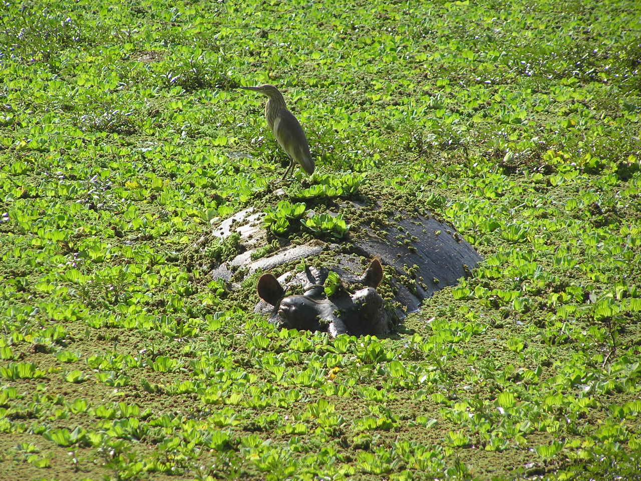 Nilpferd im Wasser, Malawi