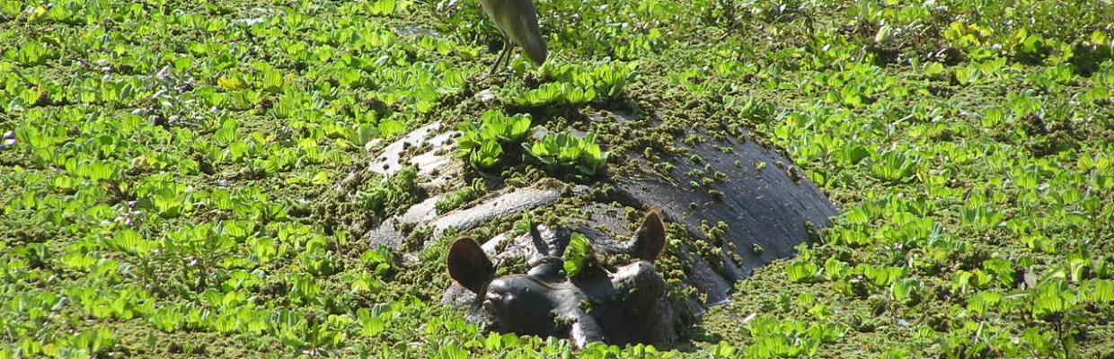 Luangwa Fluss