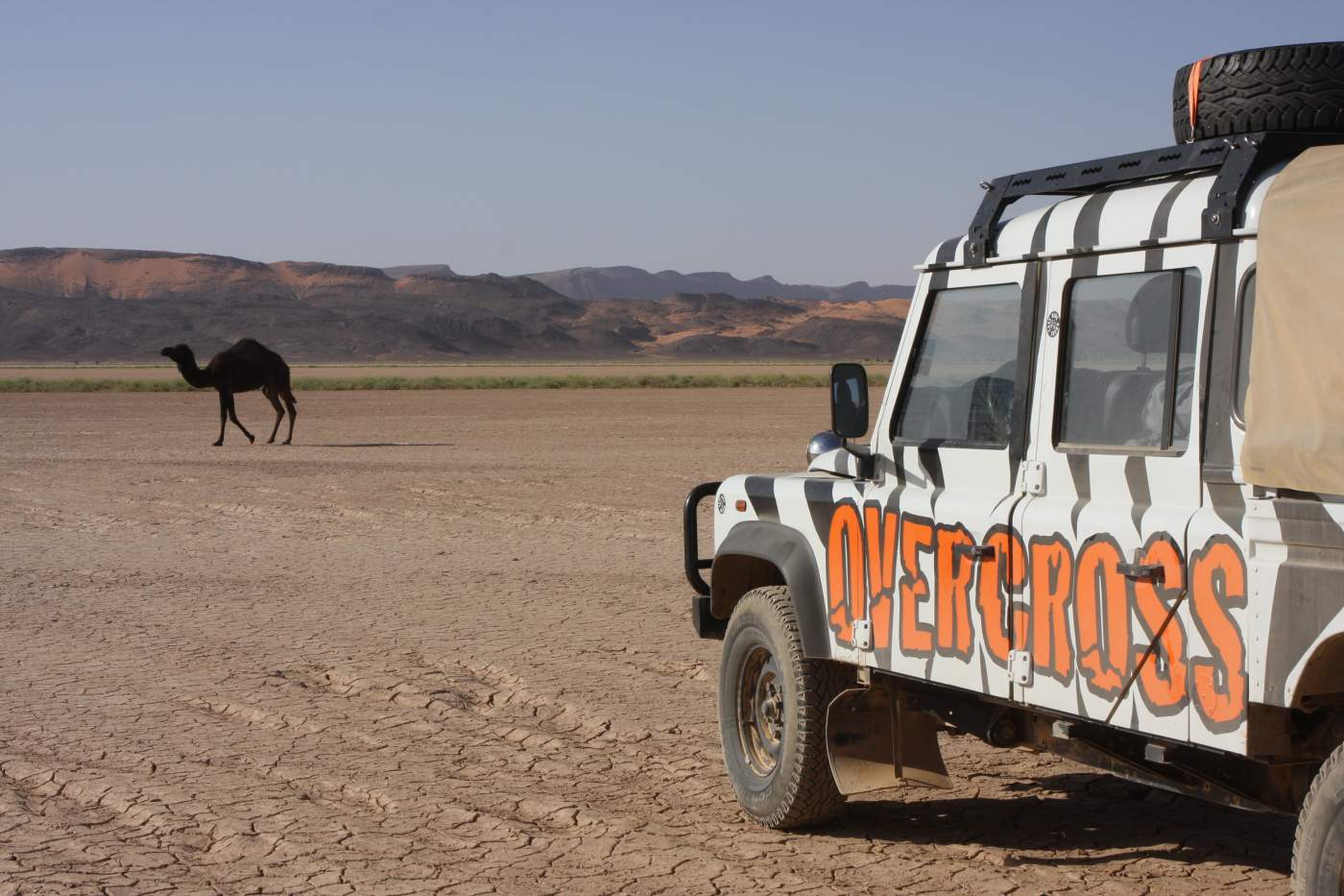 Kamel trifft auf Geländewagen Landrover Defender 130 Pick Up nahe Ramlia in Marokko