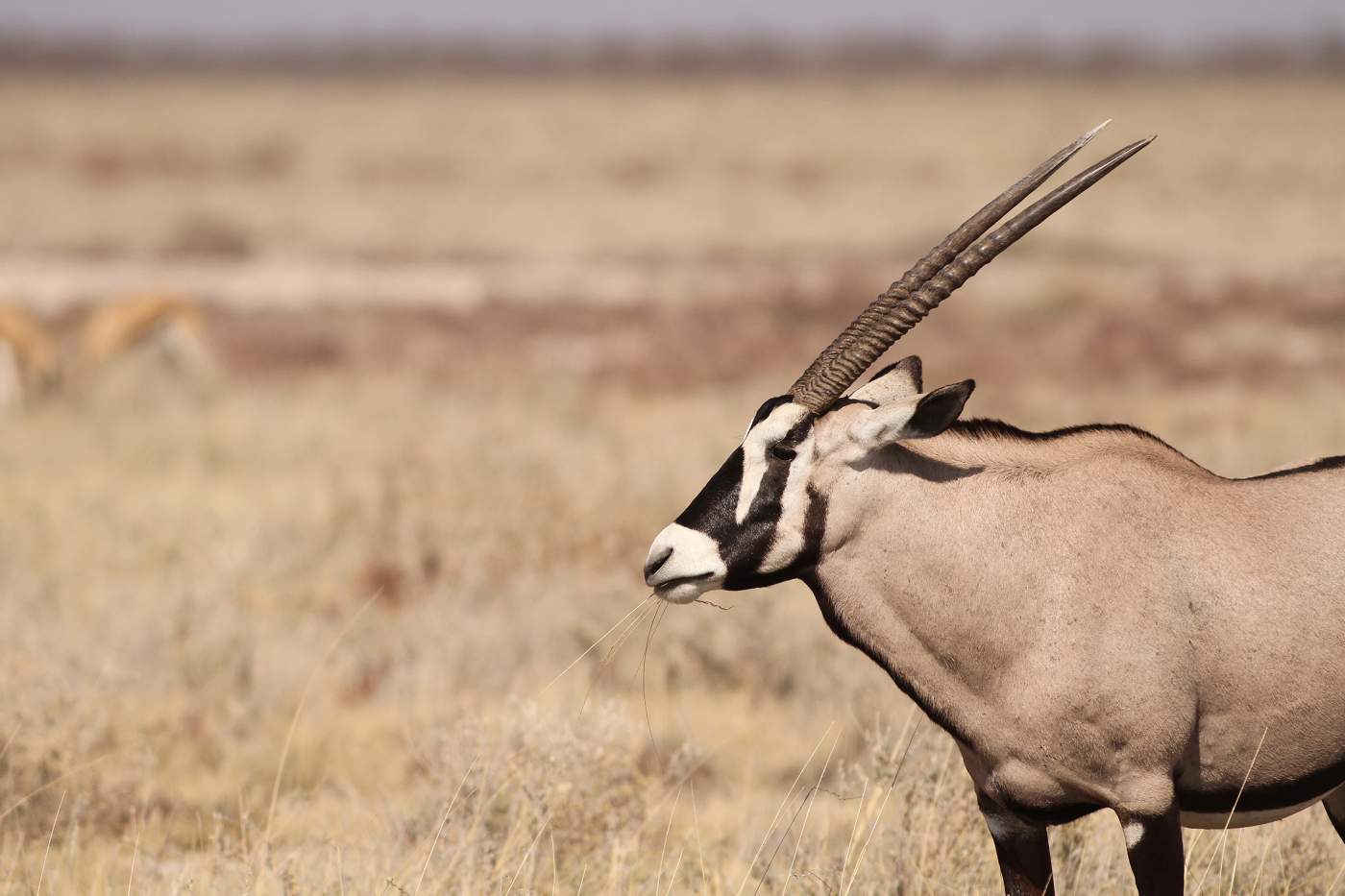namibia Oryx Gazelle