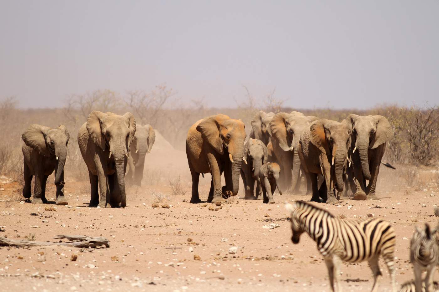 Elefanten Herde Etoscha Nationalpark Safari Reise