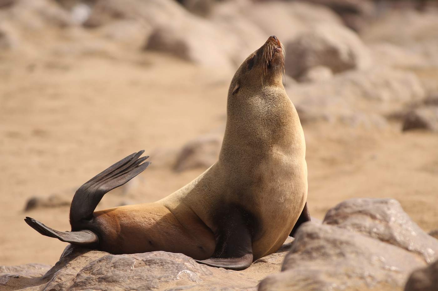 Robben bei Swakopmund Namibia