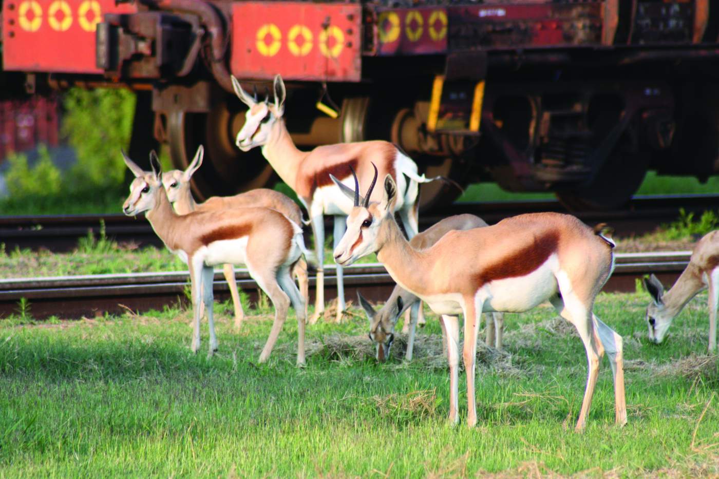 Wildtiere beochbachten auf der Premium Zugfahrt durch Afrika